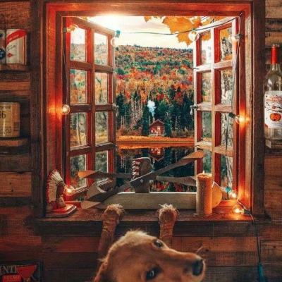 电玩城金鲨银鲨下载手机版